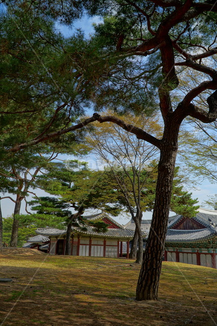 창경궁,벚꽃,벚꽃나무,하늘,봄,서울,한국,대한민국,korea,spring,changgyeonggungpalace,palace,changgyeonggung,seoul,cherryblossom,tree,자연,nature,식물,plants,한국적인,한국자연,한국풍경,경치,landscpae,4월,april,봄꽃,구름,sky,cloud,왕궁,궁전,궁궐,한국전통,한국문화,korean traditional,korean culture,식물,자연,plants,nature,나무,trees,wood,건축물,건물외관,exterior,building,structure,architecture,construction
