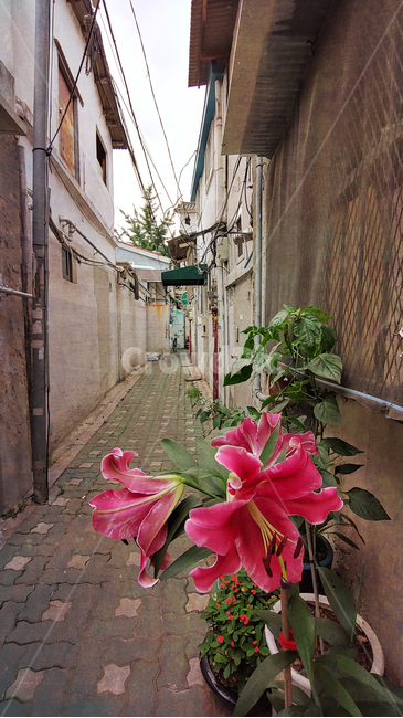 빈티지,꽃,백합,골목길,뒷골목,길,좁은,화분,창문,집,하우스,건축물,vintage,road,analley,villagestreets,빨강색꽃,red,flowers,골목길,alley,plant,식물