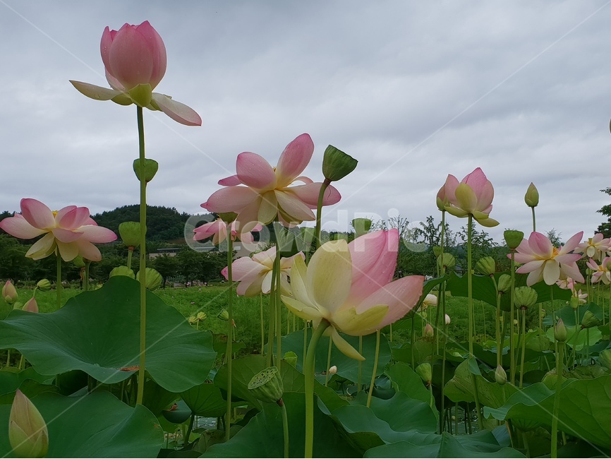 aiotusleaf,연잎,연못,초록색,식물,여러해살이,수초,연잎쌈,연잎차,lotusflowers,연꽃,수련,여름꽃,수생식물,늪지식물,식물,자연,plants,nature,꽃,flower