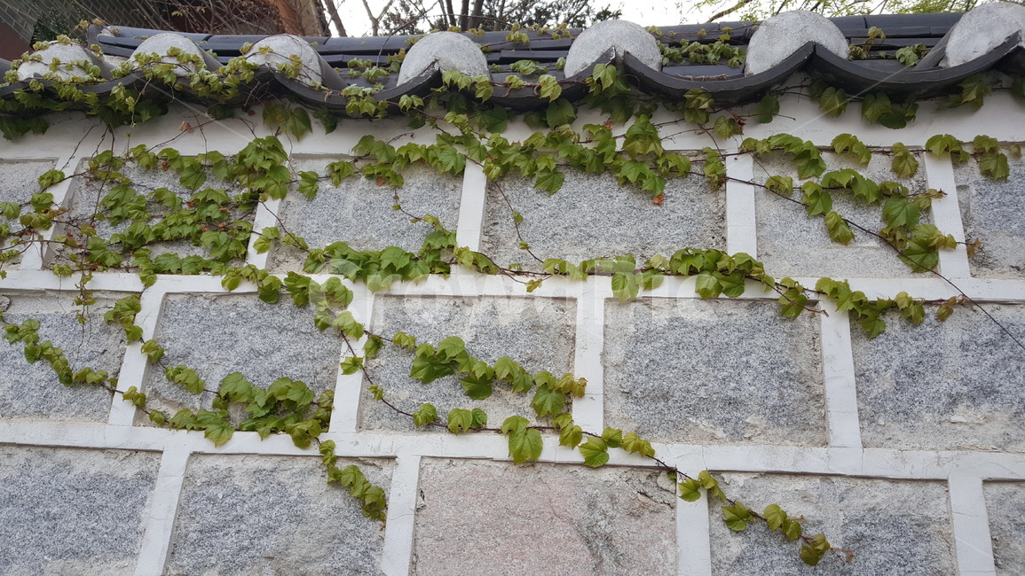 담벼락,담넝쿨,담쟁이넝쿨,넝쿨,넝쿨담
