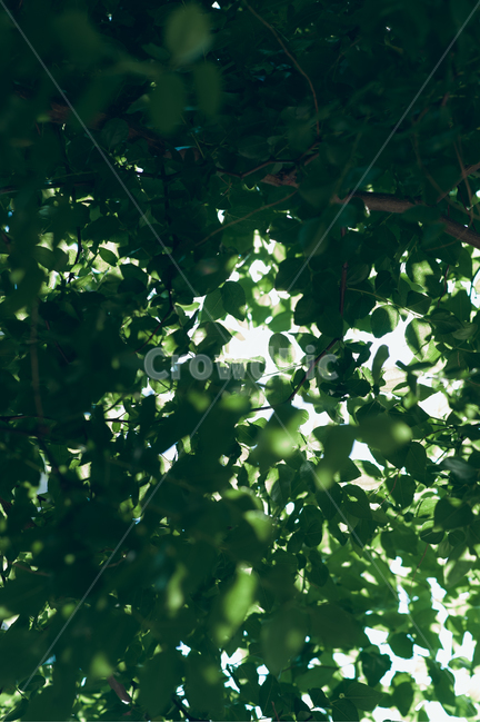 빛,햇빛,나무잎,바람,자연,배경,대추나무,식물,자연,plants,nature,휴식,힐링,rest,relaxation,healing