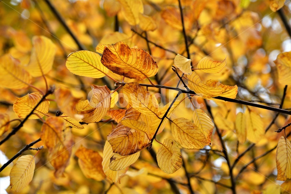 낙옆,나뭇잎,가을,자연,감성,가을,계절,fall,autumn,season,식물,자연,plants,nature,veins,정맥,plant,leaf,잎
