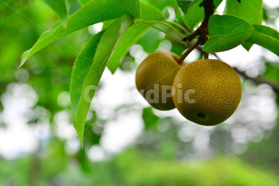 배,돌배,건강식품,귀한,토종,과일,나무열매,fruit,food,녹색,잘익은,그린,초록,pair,석세포,시원한맛,배즙,주스,수분,과수원,농원,토종배,식물,자연,plants,nature,음식,식재료,요리,food,cook,meal,dishes,food reserves,과일,열매,fruit