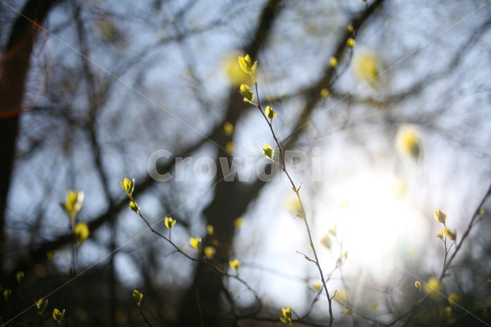 햇빛,빛,풍경,나무,새싹,봄,tree,plant