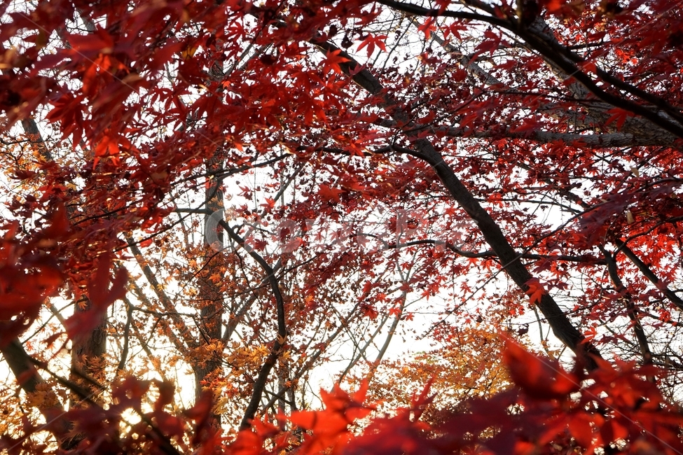 단풍,가을,자연,빨강,낙엽,단풍나무,화려함,가을풍경,autumn,fall,autumnleaves,plant,nature,계절,나무,븕은색,maple,red,season,colorful,느낌,감성,trees,branches,울긋불긋,자연fall,가을,계절,fall,autumn,season,식물,자연,plants,nature,leaf,잎,tree