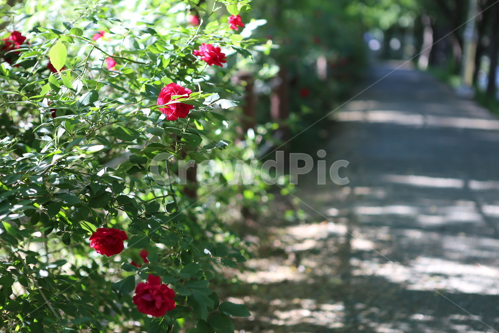꽃,장미,넝쿨장미,자연,길,꽃길,flower,rose,nature,road,flowerway,식물,자연,plants,nature,꽃,flower