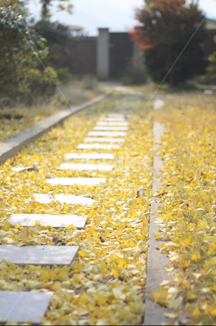 은행나무,은행낙엽,길위낙엽,은행나무낙엽,가을낙엽,가을은행나무,ginkgo,ginkgoleaves,fallenleaves,ginkofallenleaves,은행잎