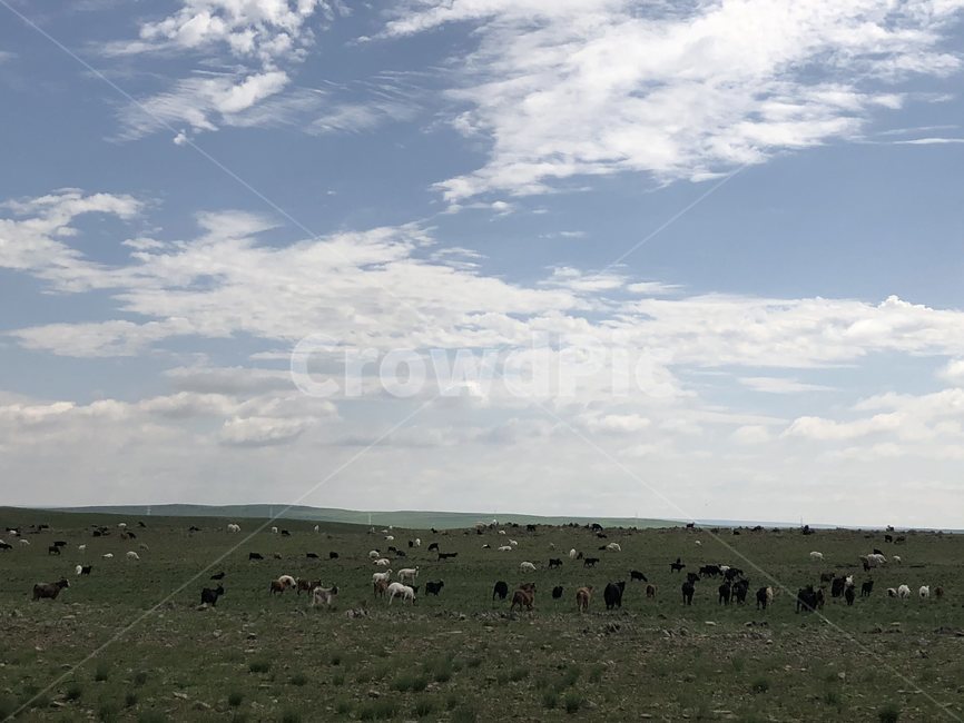 양,자연,풍경,하늘,구름,자연,풍경,nature,landscape,동물,animal,포유류,mammal,outdoors,옥외,field,들,grassland,목초지