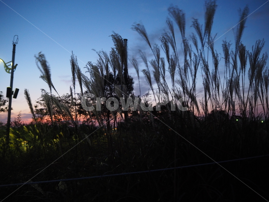식물,plant,가을,autumn,fall,갈대,reed,석양,노을,일몰,하늘,sunset,sky,가을,계절,fall,autumn,season,식물,자연,plants,nature,grass,잔디,lawn