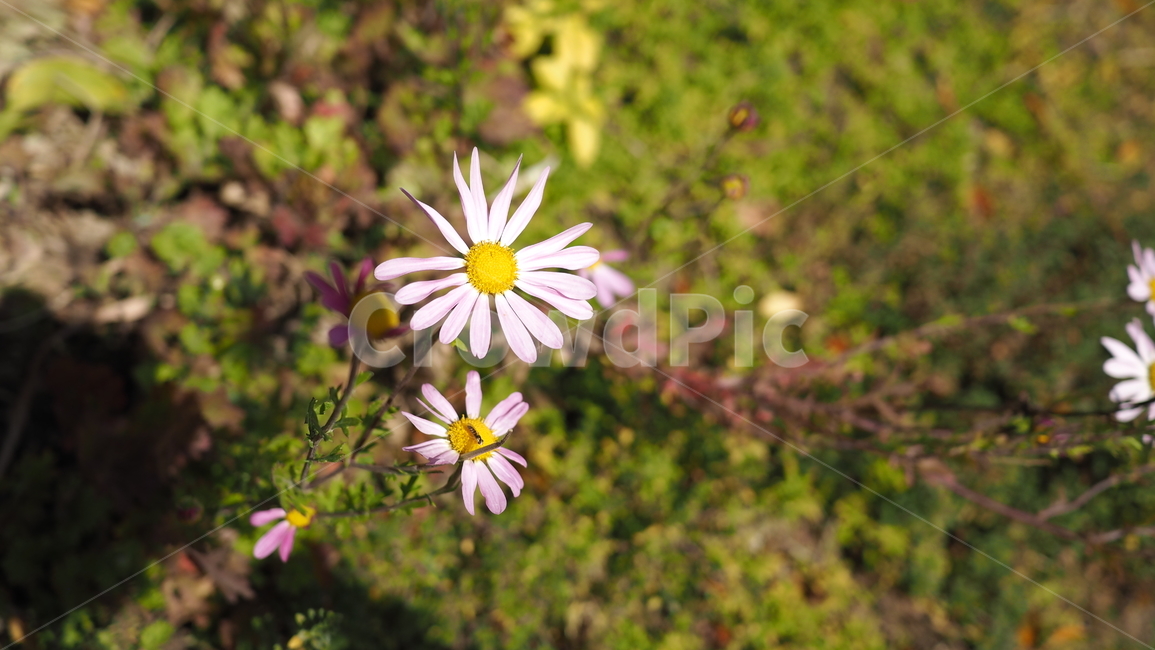 야생화,꽃,식물,wildflower,flower,plant,blossom,들꽃,식물,자연,plants,nature