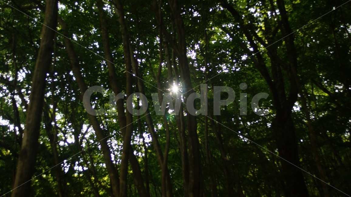 풍경,산,지리산,빛,나무,landscape,mountain,light,green,식물,자연,plants,nature,나무,trees,wood