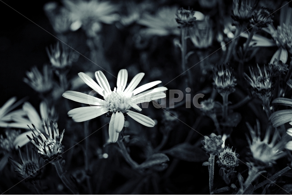 꽃,향기,계절,아름다움,자연,healing,nature,bloom,season,smell,bw,모노톤,monotone,beautiful,plant,flower,식물,자연,plants,nature,꽃,flower,흑백,모노톤,monochrome,black and white