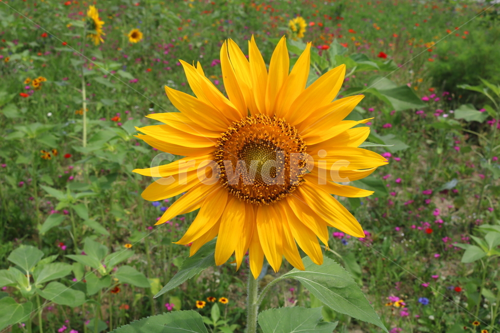 꽃,해바라기,해바라기꽃,식물,국화과,속씨식물,식물,자연,plants,nature,꽃,flower