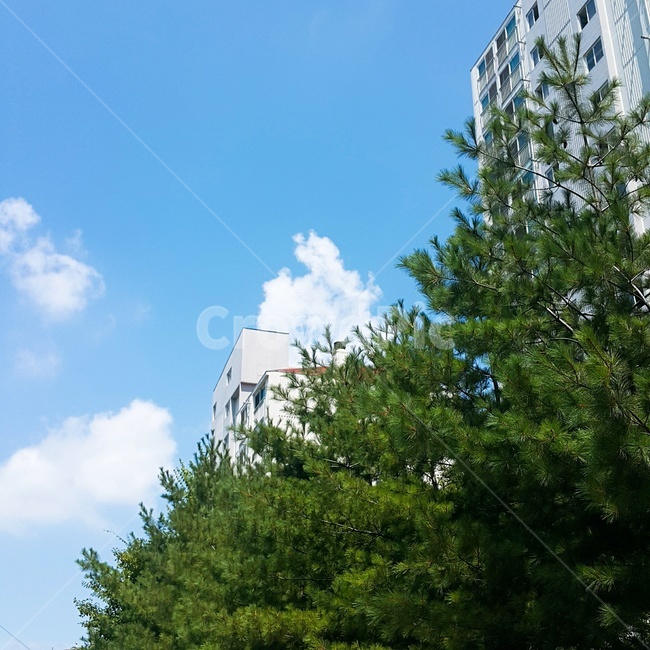 하늘,나무,아파트,구름,식물