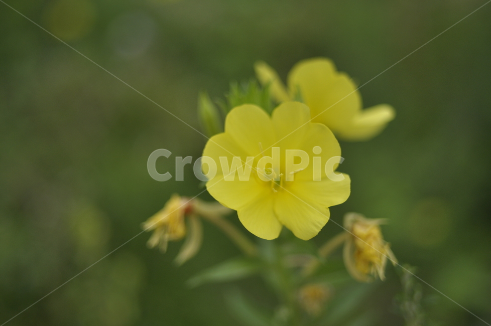 꽃,야생화,들꽃,노랑,접사,감성,식물,자연,plants,nature,꽃,flower