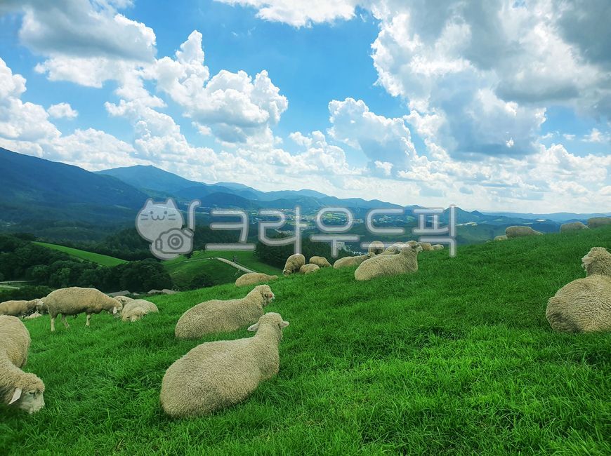 nature,flock of sheep,alpine region,pasture,sheep,sheep ranch
