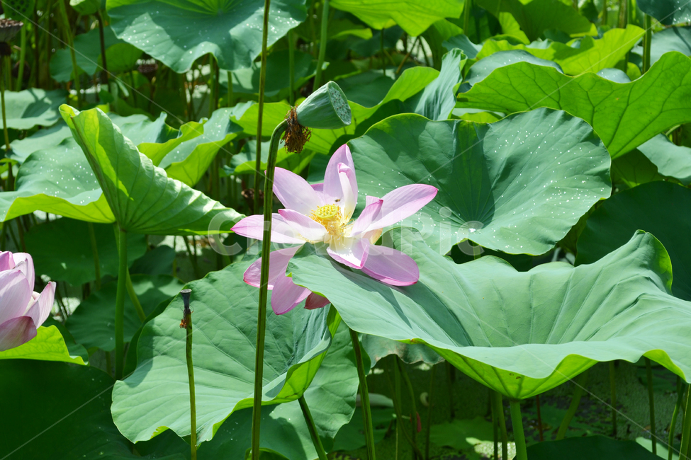 꽃,식물,자연,연꽃,연잎,lotus,식물,자연,plants,nature,꽃,flower