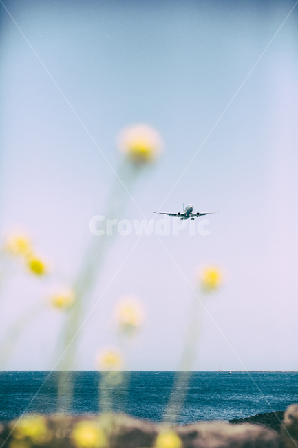 비행기,풍경,유채꽃,바다,제주,감성사진,감성,여행,봄,계절,spring,season,교통,교통수단,traffic,transportation,animal,동물,flying,나는,bird,새