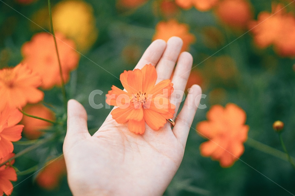 황화코스모스,꽃,가을,코스모스,손,flower,식물,자연,fall,autumn,계절,가을,계절,fall,autumn,season,식물,자연,plants,nature,꽃,flower,사람,인물,인간,human,person,신체일부,몸,body,감성,sensible,feeling,색깔,색상,색채,색감,color sense,color sensitivity,feeling of color,finger,손가락