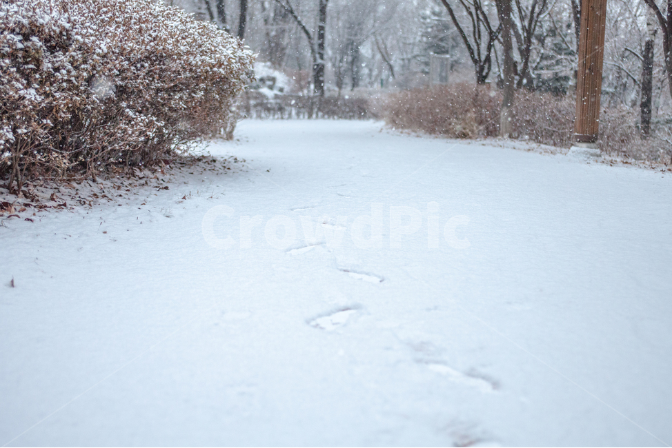 날씨,겨울,눈,발걸음,공원,step,park,snow,winter,겨울,계절,winter,season,자연,풍경,nature,landscape,outdoors,옥외