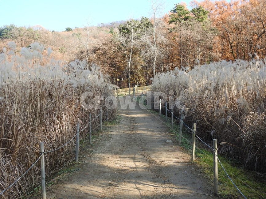 자연,옥외,서리,갈대,가을,가을,계절,fall,autumn,season,자연,풍경,nature,landscape