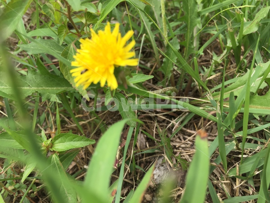 plant,식물,민들레,노랑,잎,식물,자연,plants,nature,꽃,flower
