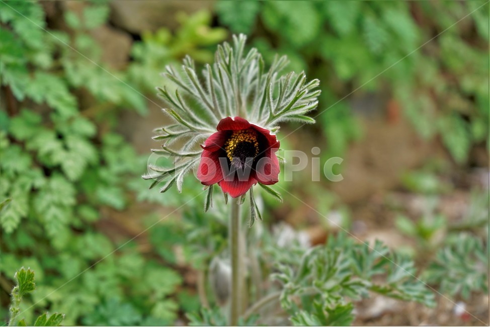 할미꽃,솜털,봄,봄꽃,자연,식물,꽃,plant,암술,수술,Pulsatillakoreana,한국특산,백두옹,독초,강장제,화왕계,여러해살이풀,미나리아재비과,쌍떡잎식물,흰털,할머니머리카락,흰머리,노인,꼬부랑,한방약재,할머니