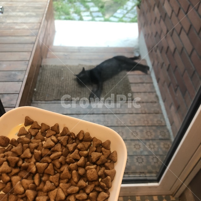 고양이,검은고양이,길냥이,집사,고양이사료,사료,길고양이,cat,blackcat