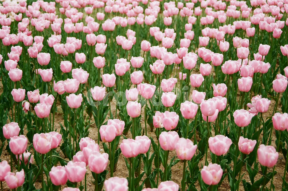 튤립,꽃,분홍,핑크,필름,꽃밭,자연,풍경