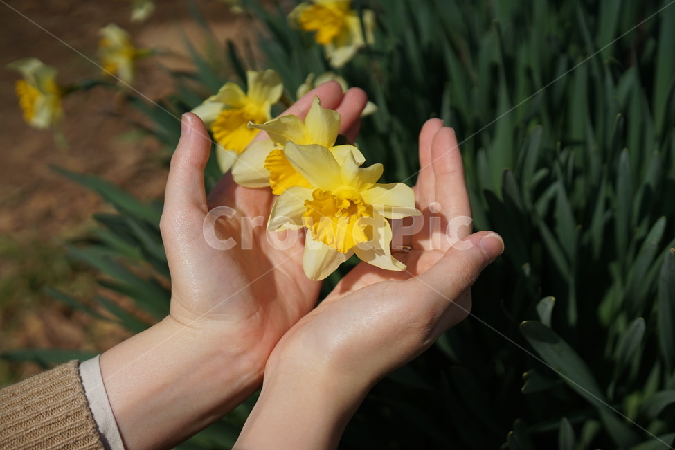 수선화,narcissus,노란,노랑색,옐로우,봄꽃,spring,노란물결,봄,계절,spring,season,사람,인물,인간,human,person,신체일부,몸,body,finger,손가락