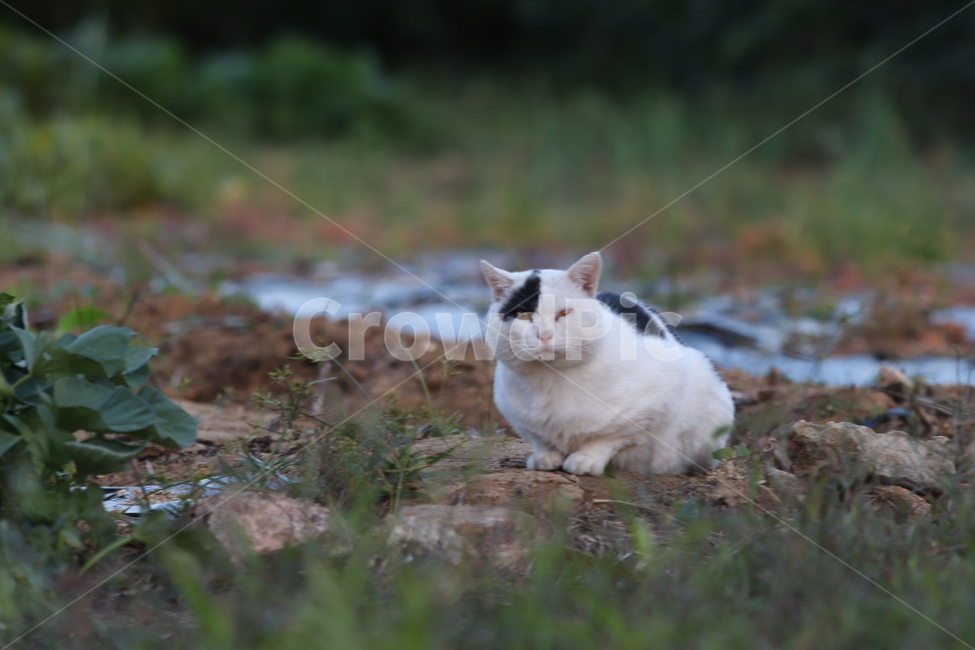 고양이,만남,가을,감성,길