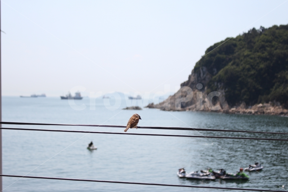 참새,태종대,자갈마당,바다,풍경,동물,조류,새,동물,animal,조류,새,birds