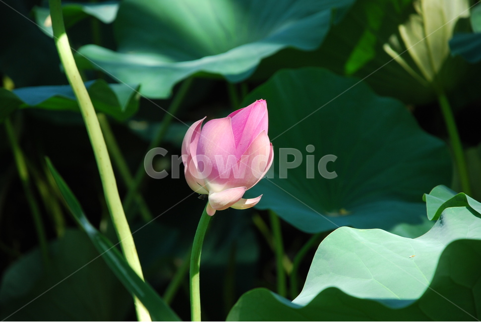 연꽃,연,덕진공원,여름연꽃,전주,식물,자연,plants,nature,꽃,flower
