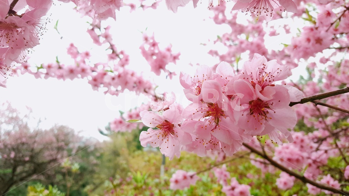 겹벚꽃,벚꽃,꽃,벚꽃놀이,공원,산,산책,꽃나무,나무에핀꽃,분홍색꽃,분홍꽃,봄