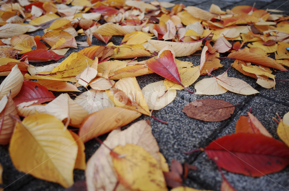 leaf,잎,plant,식물,낙엽,가을,fall,ground,바닥,walkway,인도,보도,red,yellow,가을,계절,fall,autumn,season,식물,자연,plants,nature