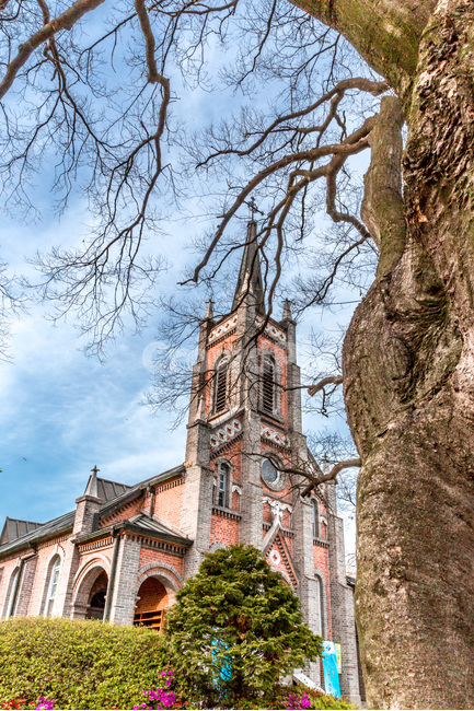 성당,종교,고목,한국의명소,문화유산,역사,식물,자연,plants,nature,나무,trees,wood,종교,신앙,religion,belief,faith,건축물,건물외관,exterior,building,structure,architecture,construction