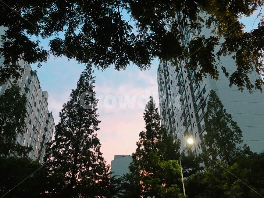 노을,산책,아파트,가로수,하늘,풍경,가로등,고요함,분홍,하늘색