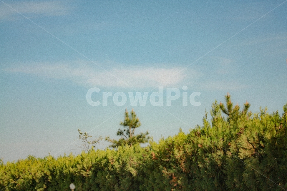 하늘,풍경,감성,색감,빈티지,구름,계절,나무,자연,풍경,nature,landscape,tree,plant,식물,fir,전나무