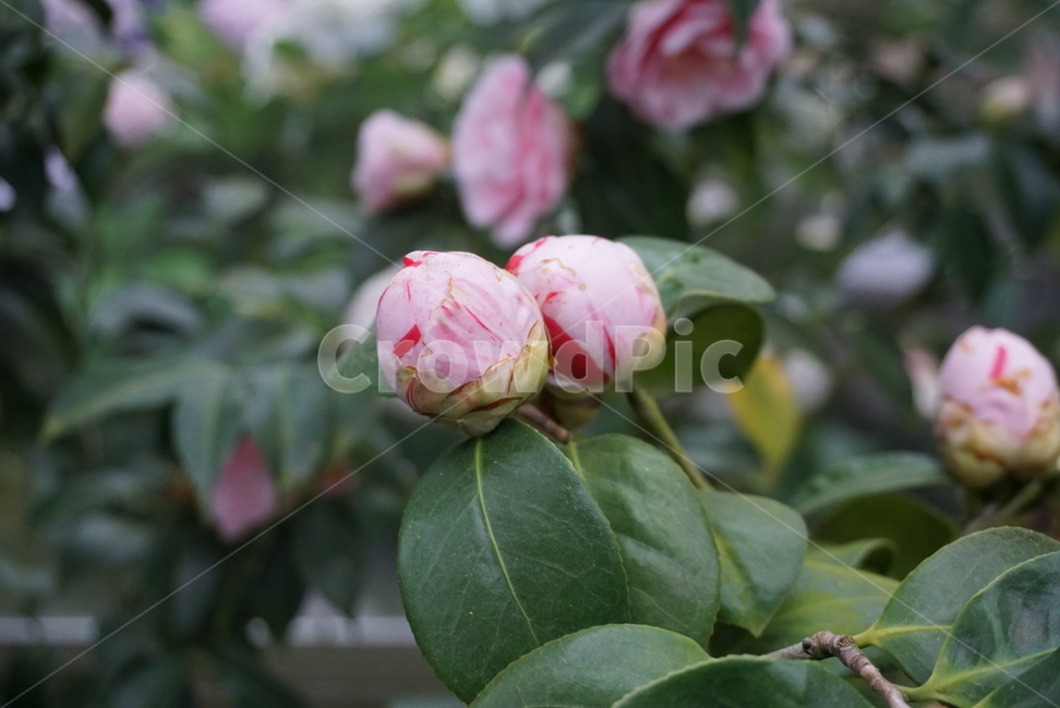 꽃봉오리,꽃망울,동백꽃,꽃,flower,flowerbud,분홍색,pink,식물,봄꽃,겨울꽃,식물,자연,plants,nature,꽃,flower
