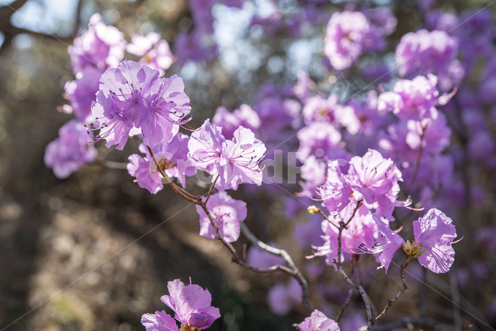 진달래,봄꽃,핑크,분홍,꽃나무,blossom,꽃,plant,식물,flower,식물,자연,plants,nature,꽃,flower