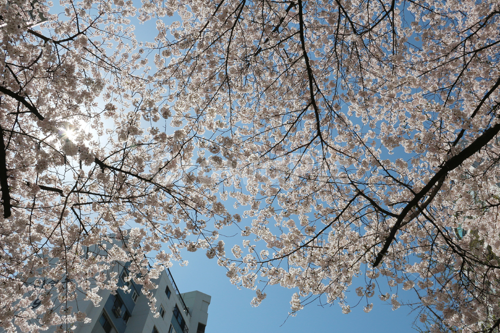 사쿠라,cherryblossom,봄,꽃,봄꽃,벚꽃