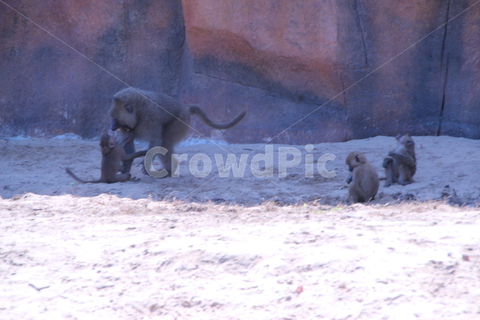 animal,동물,monkey,원숭이,wildlife,야생생물,mammal,포유류