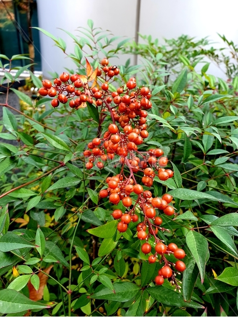 남천,남천열매,식물,화초,열매,식물,자연,plants,nature,과일,열매,fruit