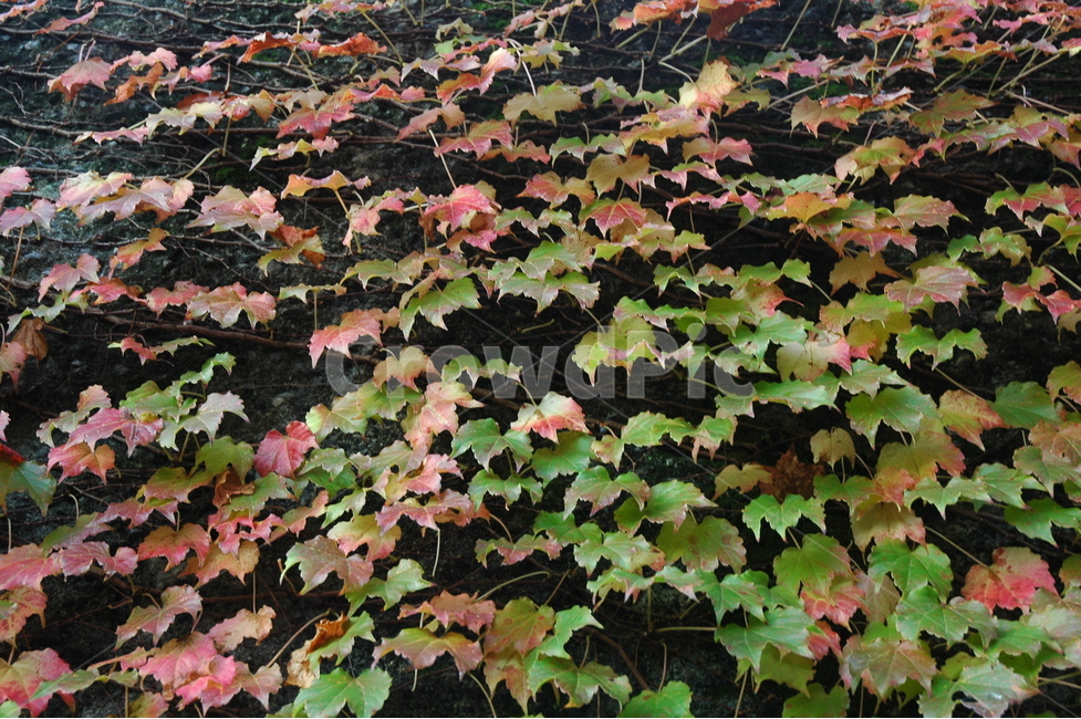 자연,담쟁이덩쿨,단풍,가을,힐링,가을,계절,fall,autumn,season,식물,자연,plants,nature,leaf,잎,plant