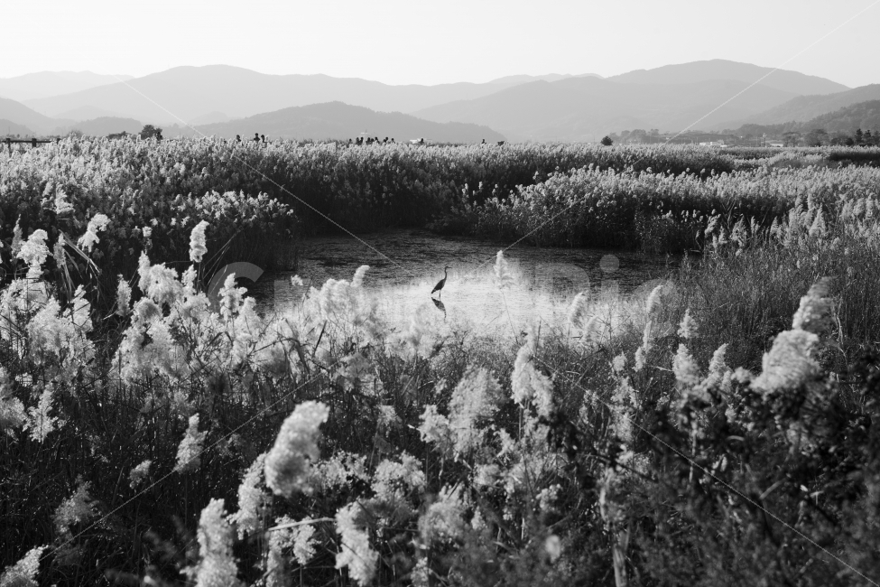 흑백,두루미,순천만,갈대,풍경,새,자연,풍경,nature,landscape,한국자연풍경,한국자연경관,korea nature landscape,동물,animal,조류,새,birds,outdoors,옥외,land,땅,vegetation,초목,plant,식물,bush,부시,bird,water,물,grass,잔디