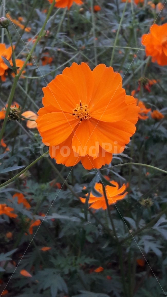 꽃,코스모스,주황,초록,순정,가을,계절,fall,autumn,season,식물,자연,plants,nature,꽃,flower,plant