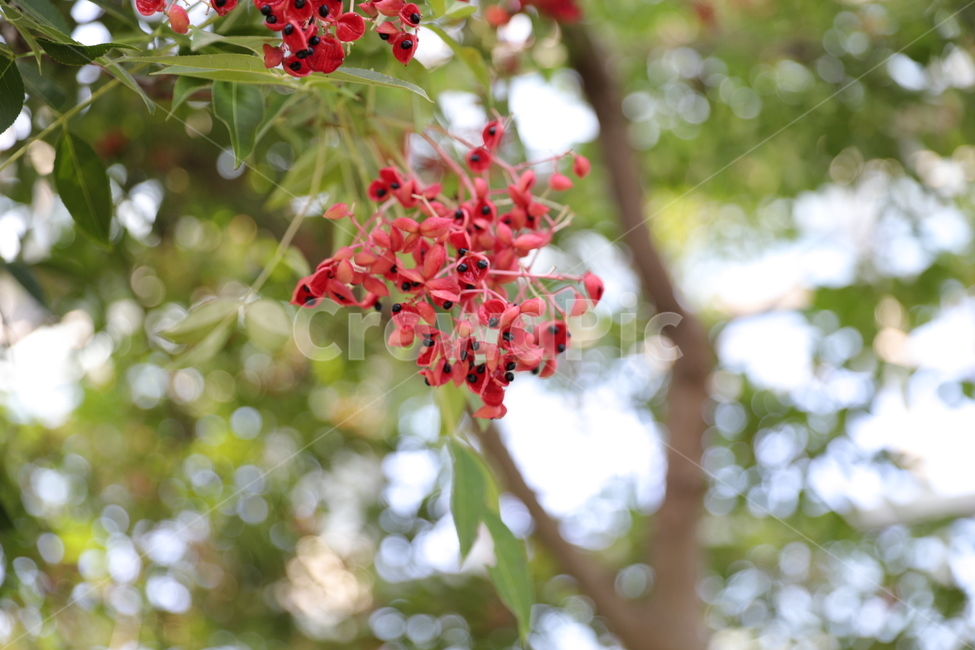 봄,자연,꽃,수목원,산,식물,자연,plants,nature