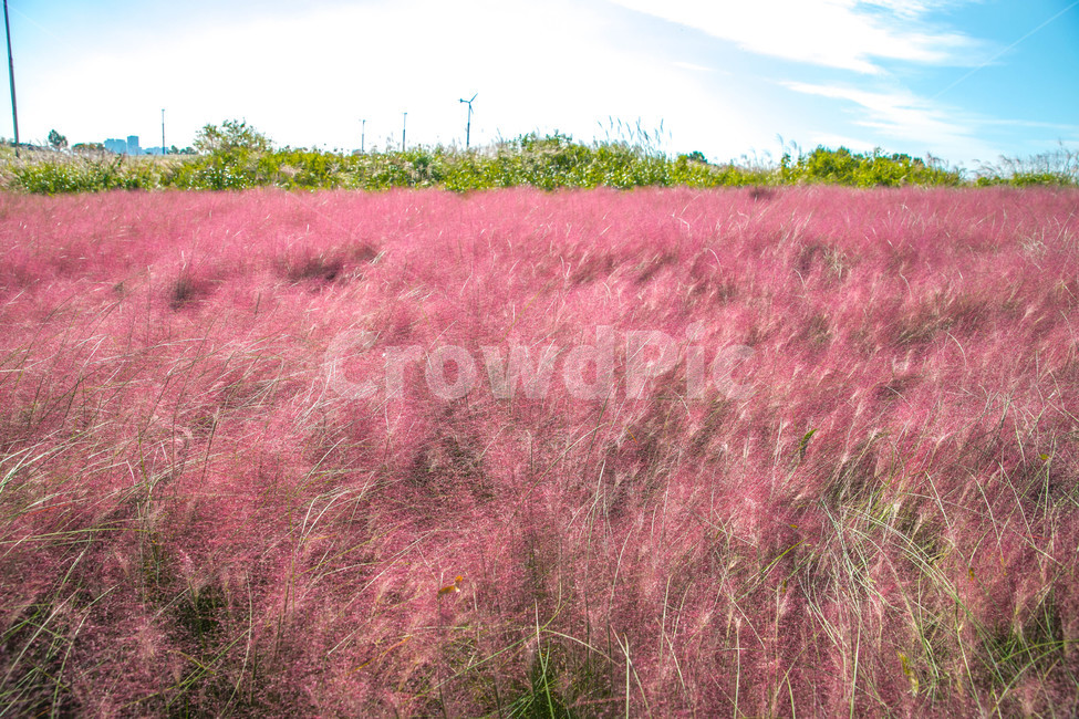 공원,하늘공원,식물,핑크,핑크뮬리,가을,계절,fall,autumn,season,자연,풍경,nature,landscape,field,들,grassland,목초지,outdoors,옥외