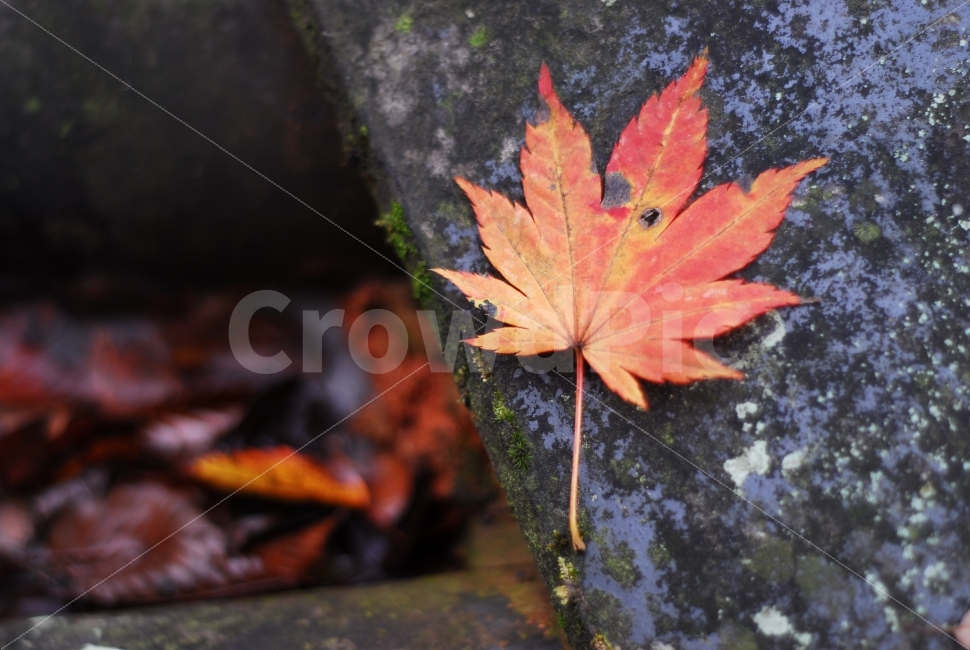 단풍잎,가을,나뭇잎,자연,계절,가을풍경,가을,계절,fall,autumn,season,plant,식물,leaf,잎,tree,나무