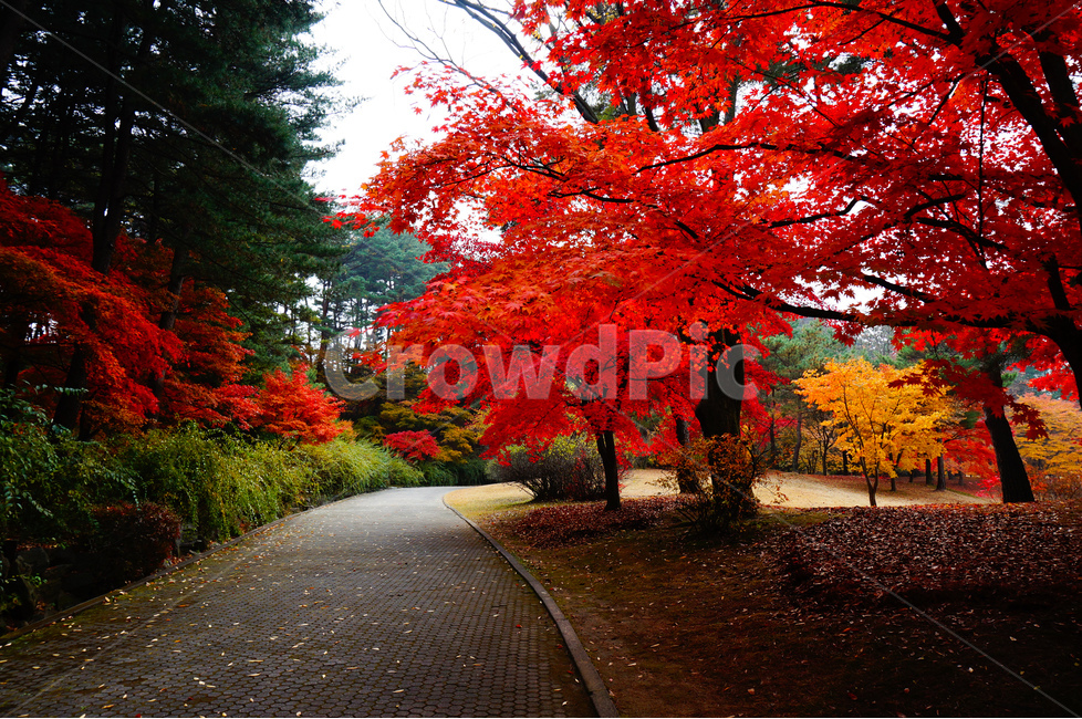 단풍,빨강,가을,풍경,나무,가을,계절,fall,autumn,season,자연,풍경,nature,landscape,식물,plants,나무,trees,wood,tree,maple,plant,leaf,잎